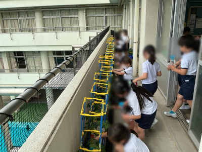 ミニトマト１